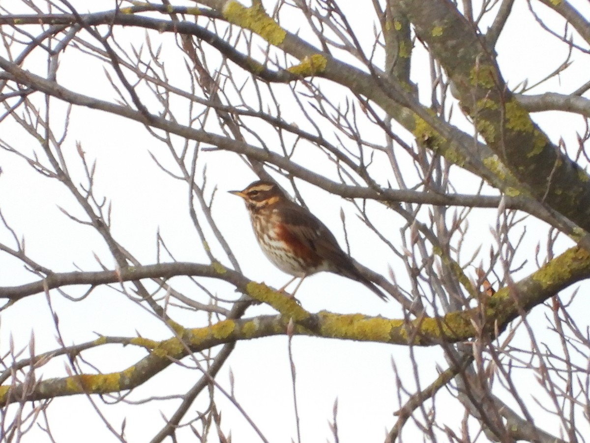 Redwing - ML629606322