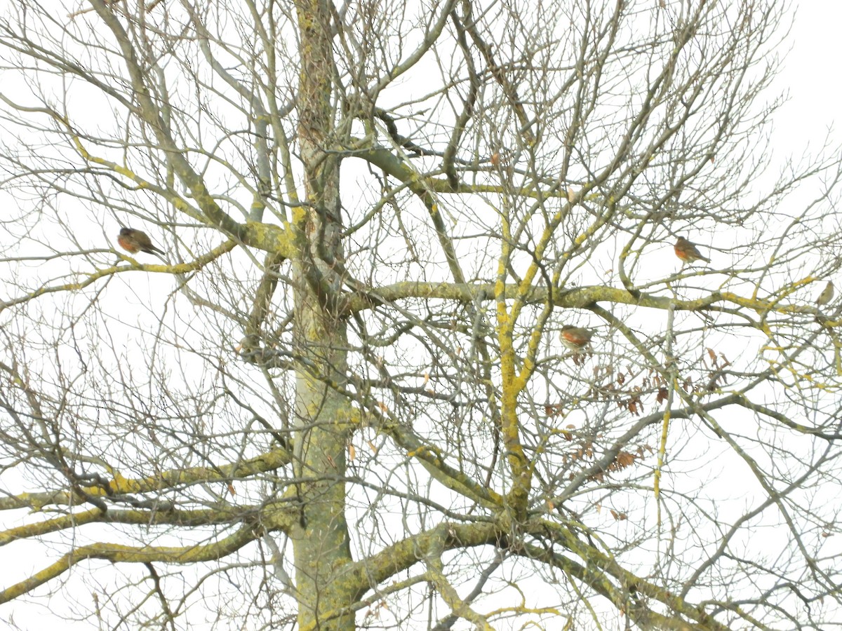 Redwing - ML629606323