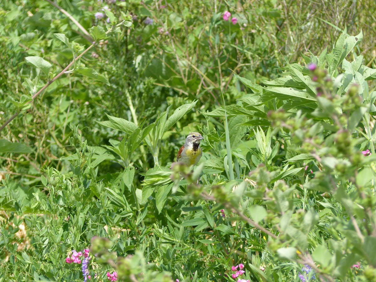 Dickcissel d'Amérique - ML62960661