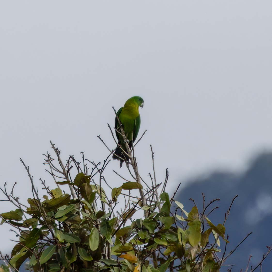 Yellow-breasted Racquet-tail - ML629606615