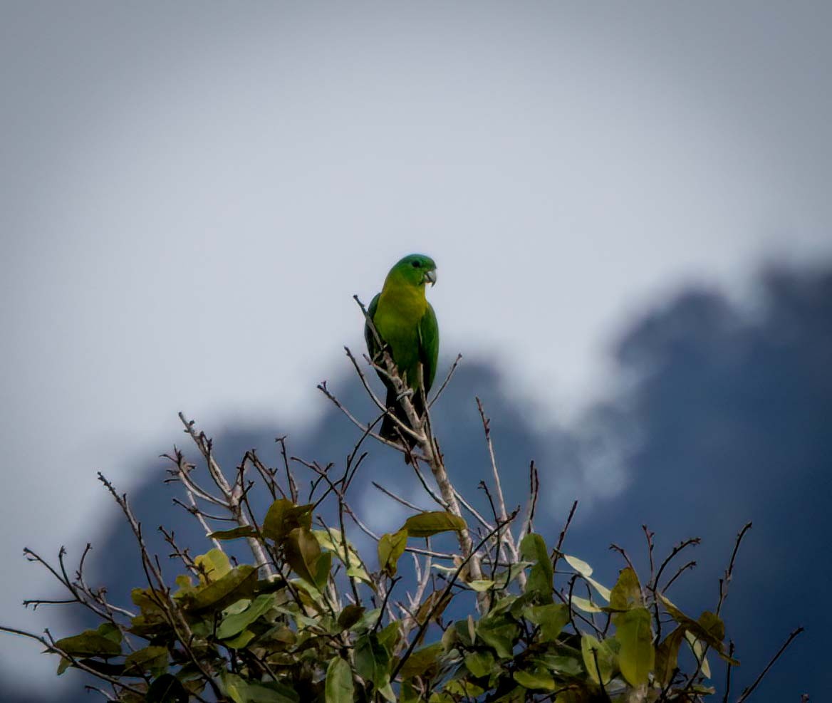 Yellow-breasted Racquet-tail - ML629606633