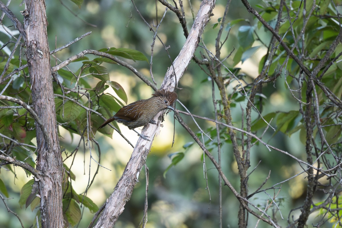 Striated Laughingthrush - ML629606656