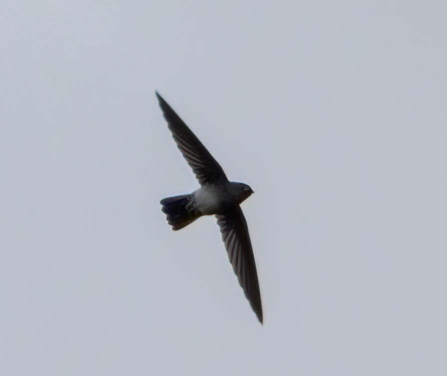 Glossy Swiftlet - ML629606752