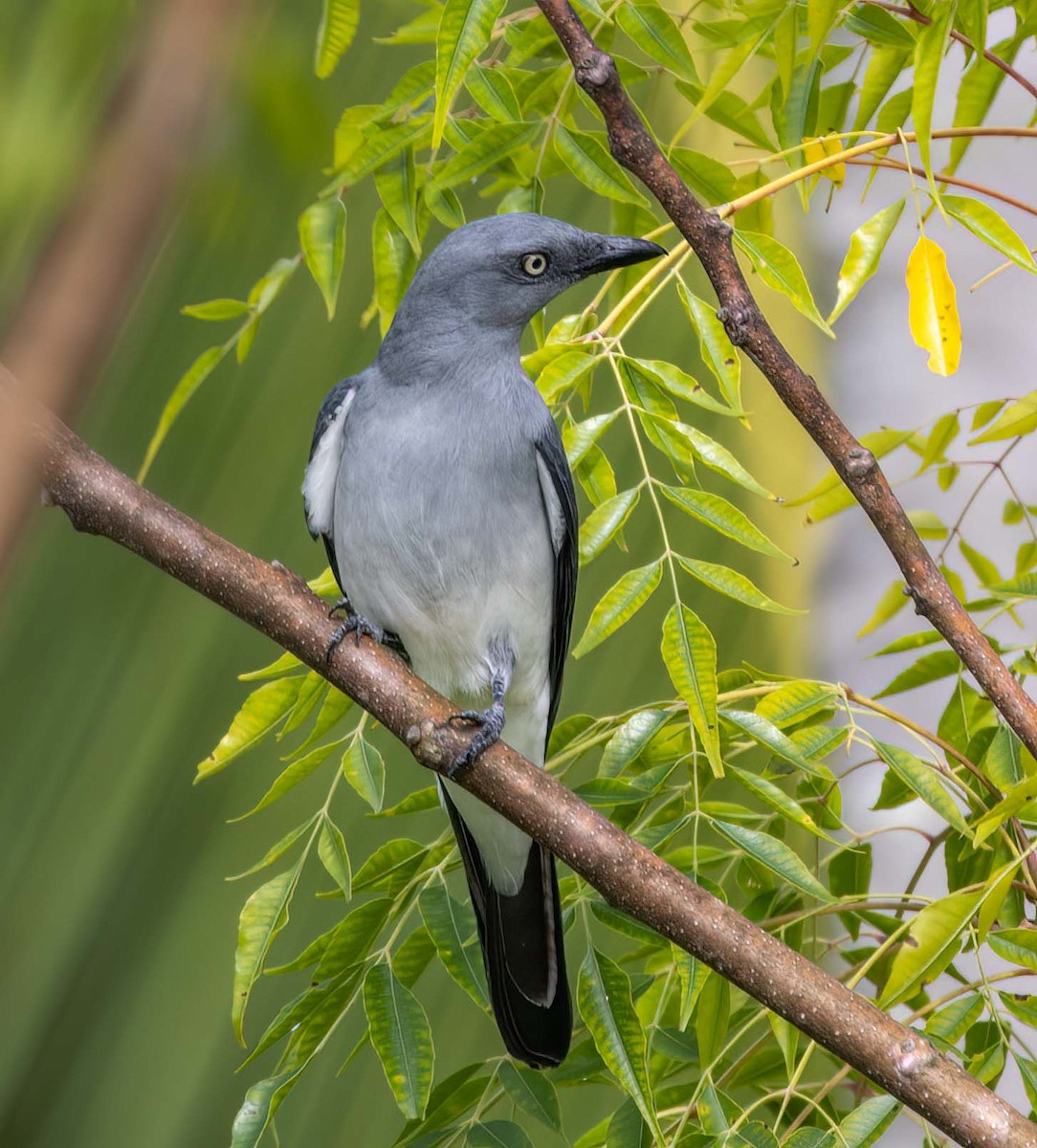 White-rumped Cuckooshrike - ML629606836