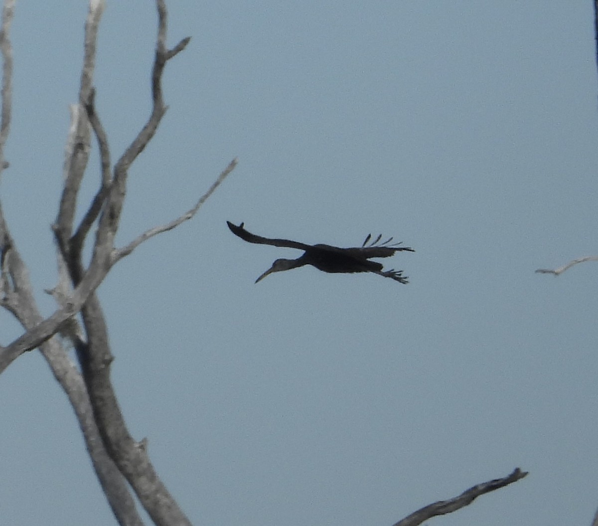 Limpkin - ML629606884