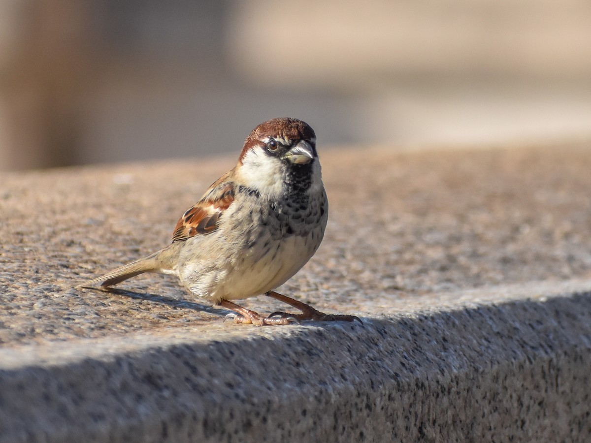 Italian Sparrow - ML629606904