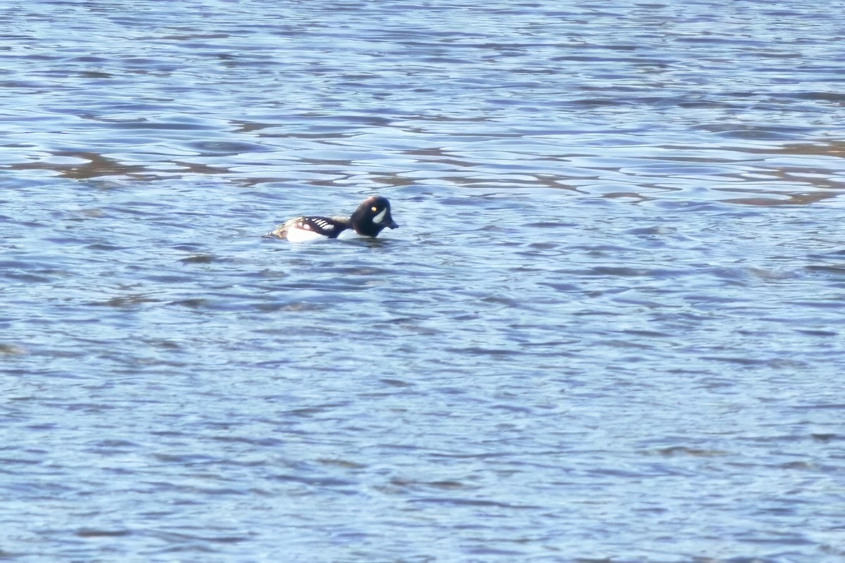 Barrow's Goldeneye - ML629606929