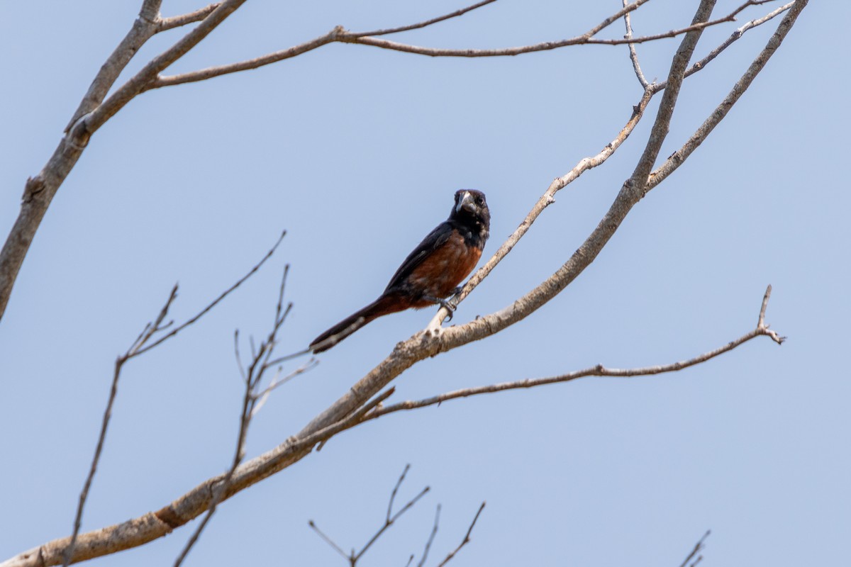 Chestnut-bellied Seed-Finch - ML629607011