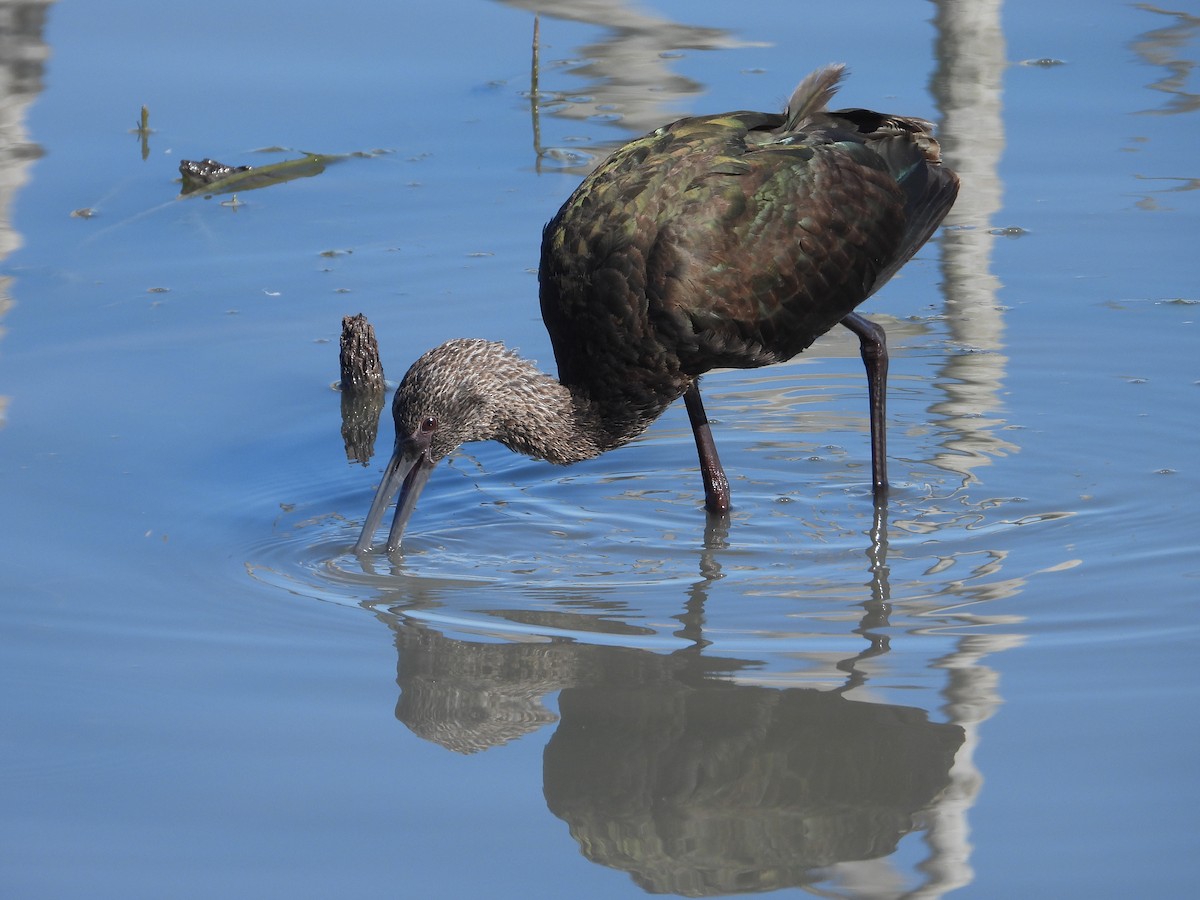 White-faced Ibis - ML629607092