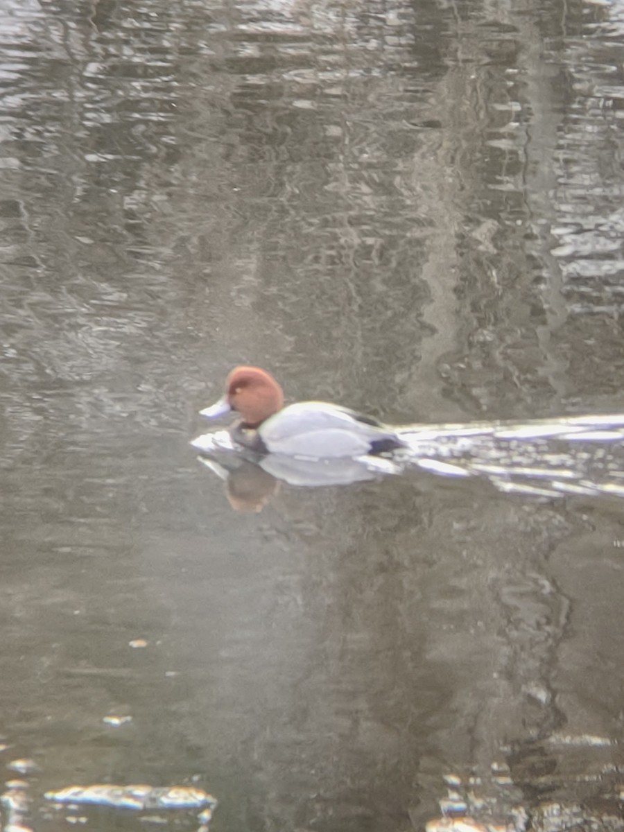 Redhead - ML629607299