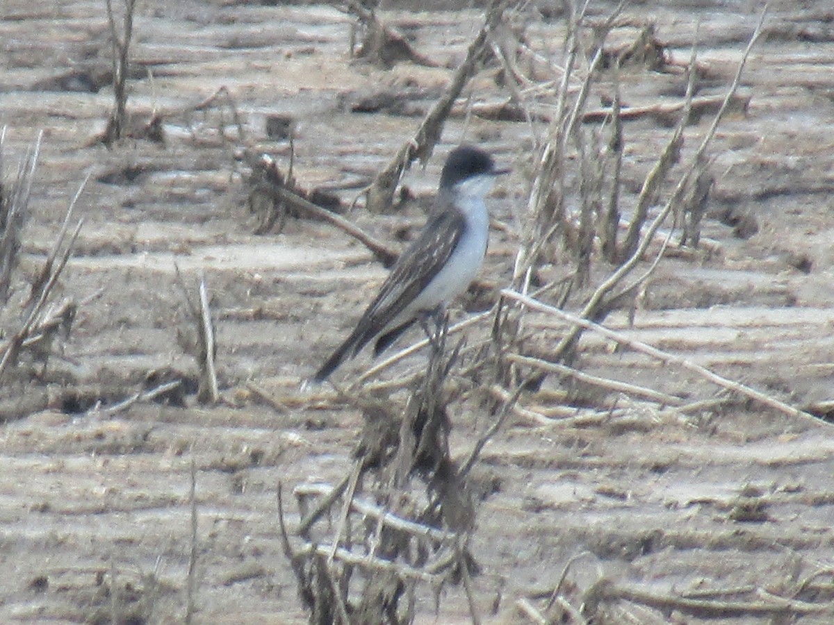 Eastern Kingbird - ML62960761