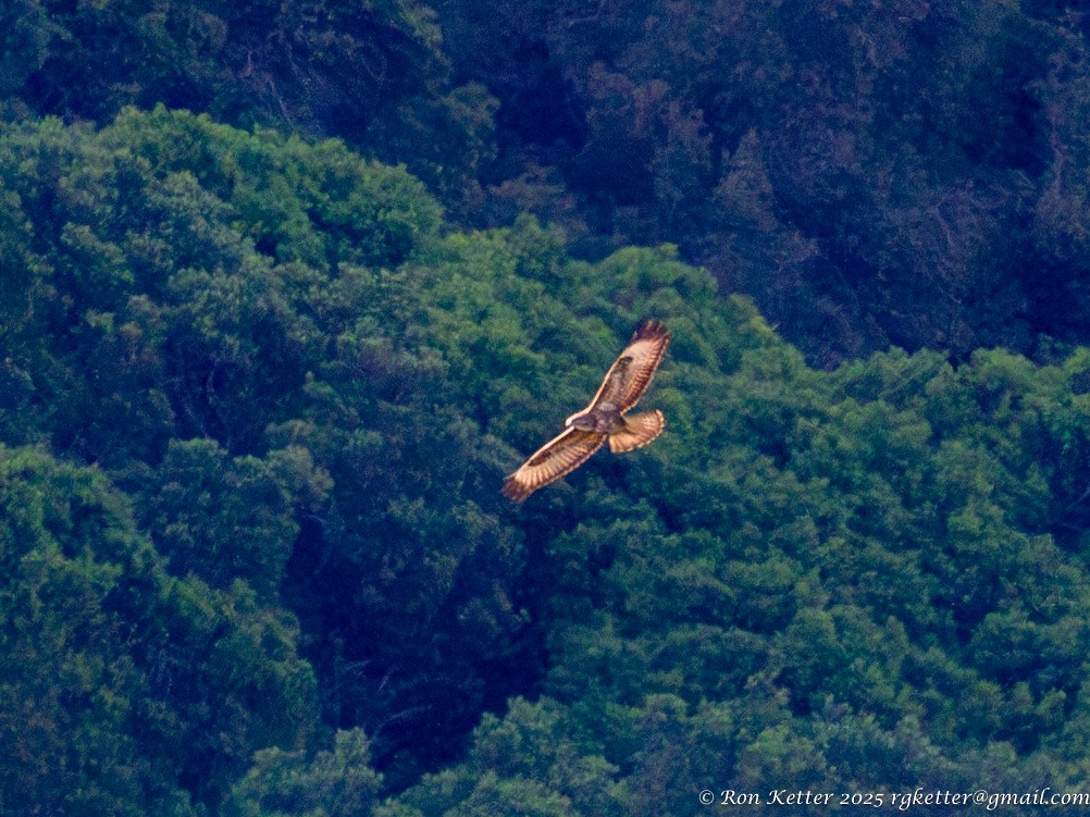 Şahin (vulpinus/menetriesi) - ML629607652