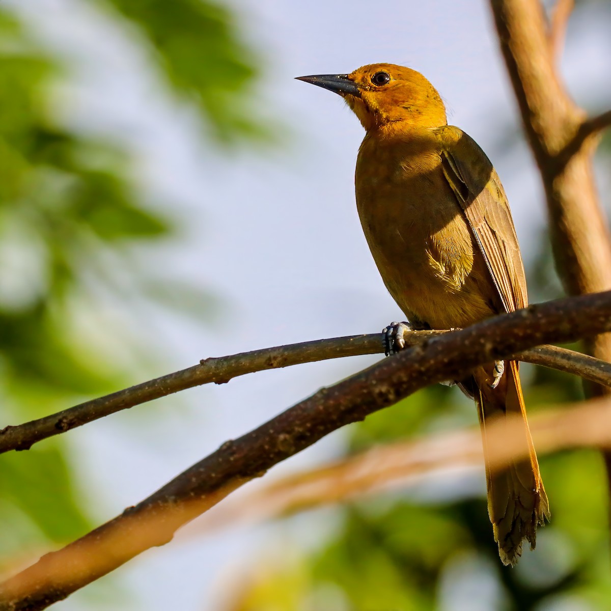 Puerto Rican Oriole - ML629607929