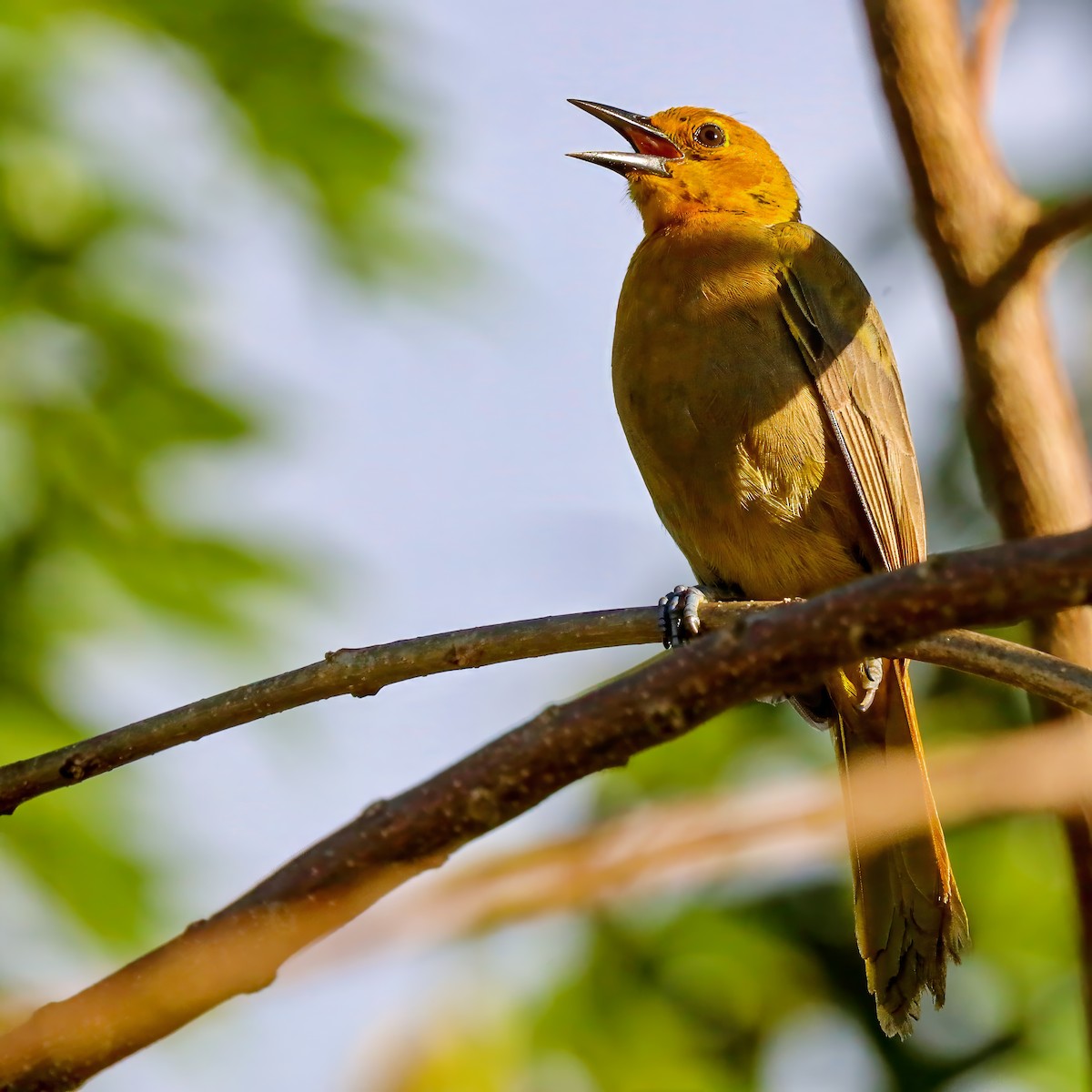 Puerto Rican Oriole - ML629607930