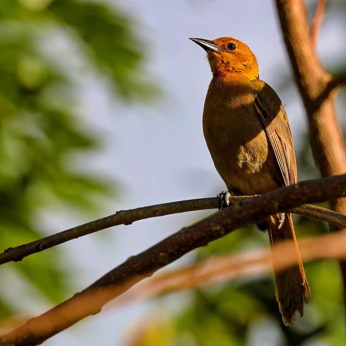 Puerto Rican Oriole - ML629607931