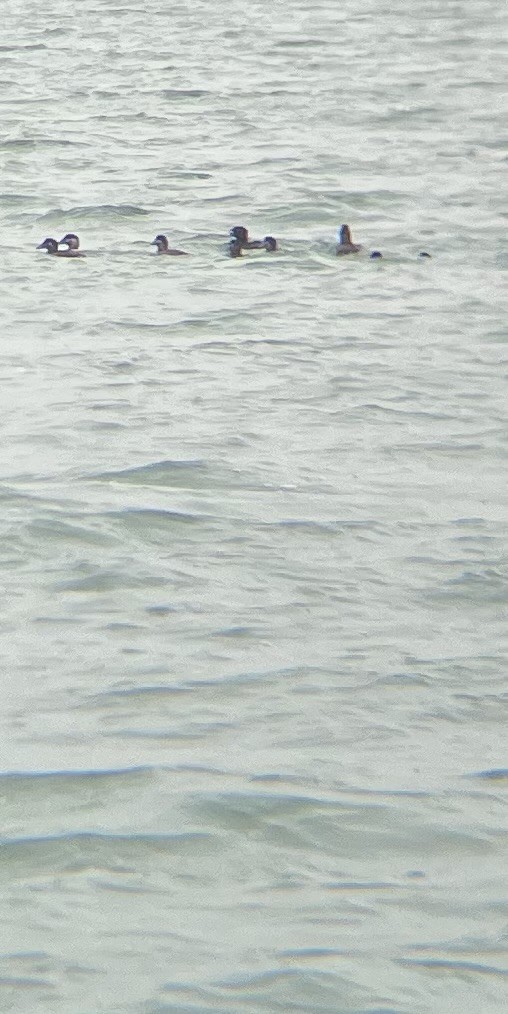 Surf Scoter - ML629607961