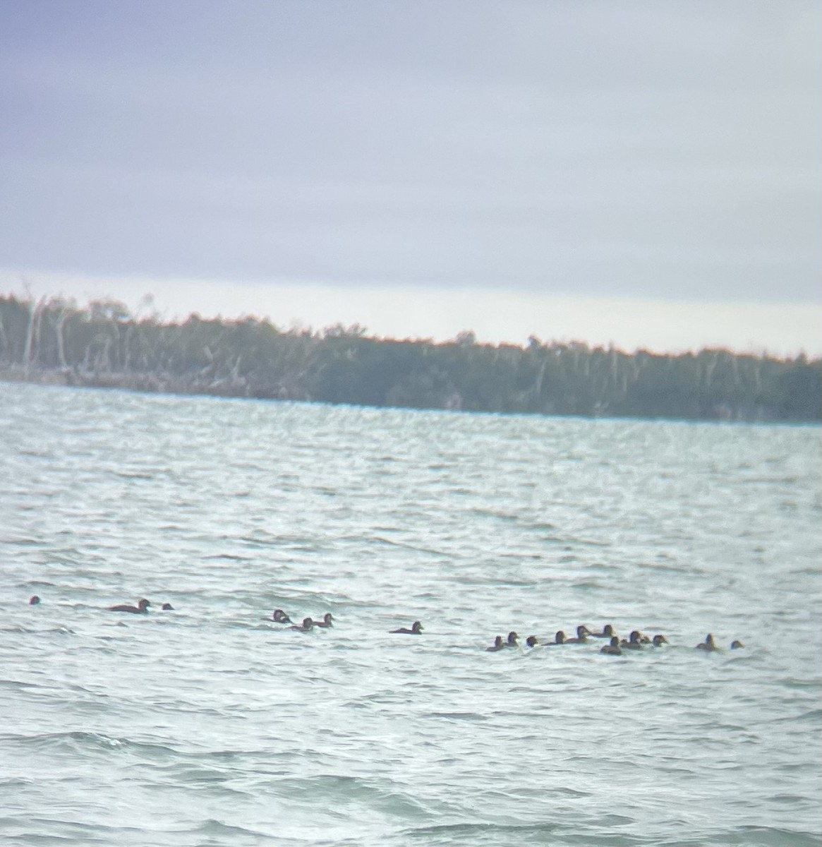 Surf Scoter - ML629607962