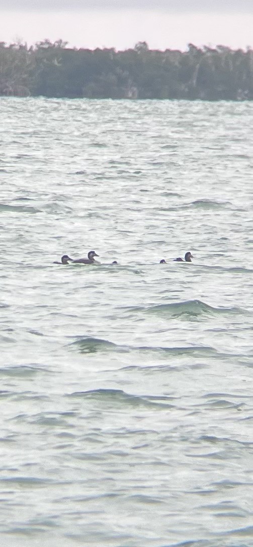 Surf Scoter - ML629607963