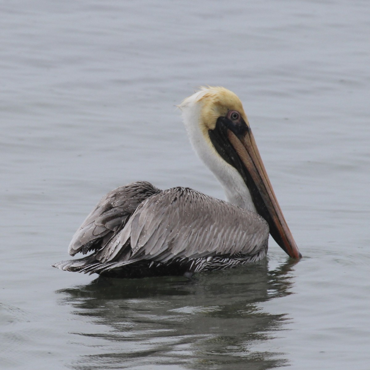 Brown Pelican - ML629608189