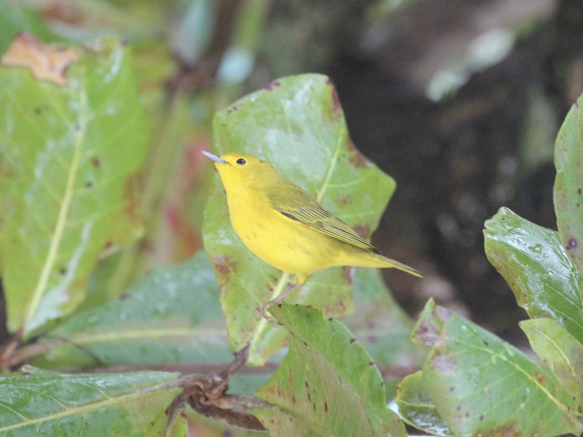 Northern/Mangrove Yellow Warbler - ML629608207