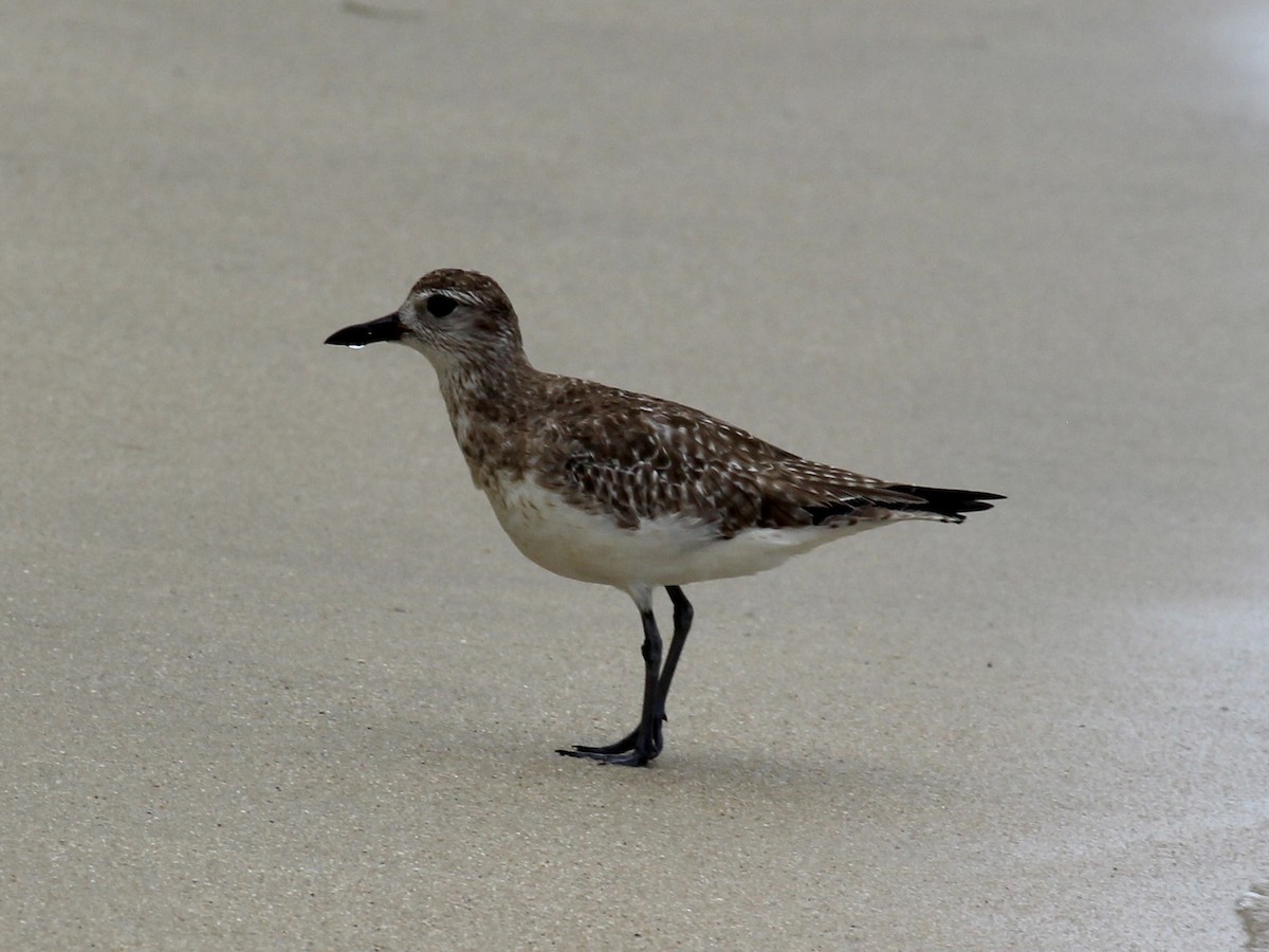 Буурал сүвээ цагаан - ML629608227