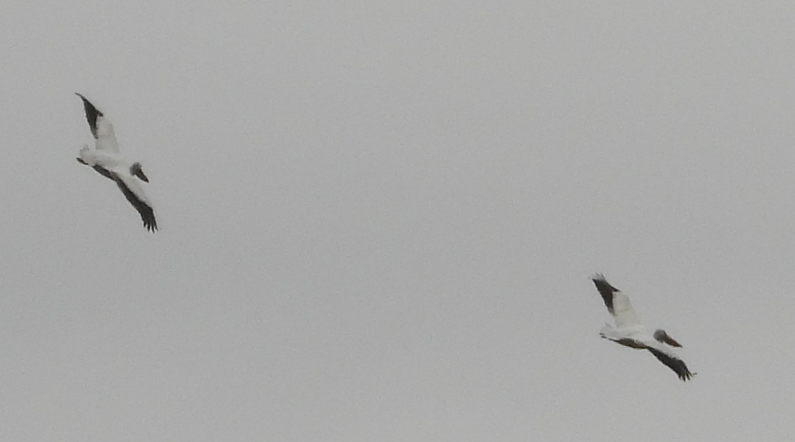 American White Pelican - ML629608234