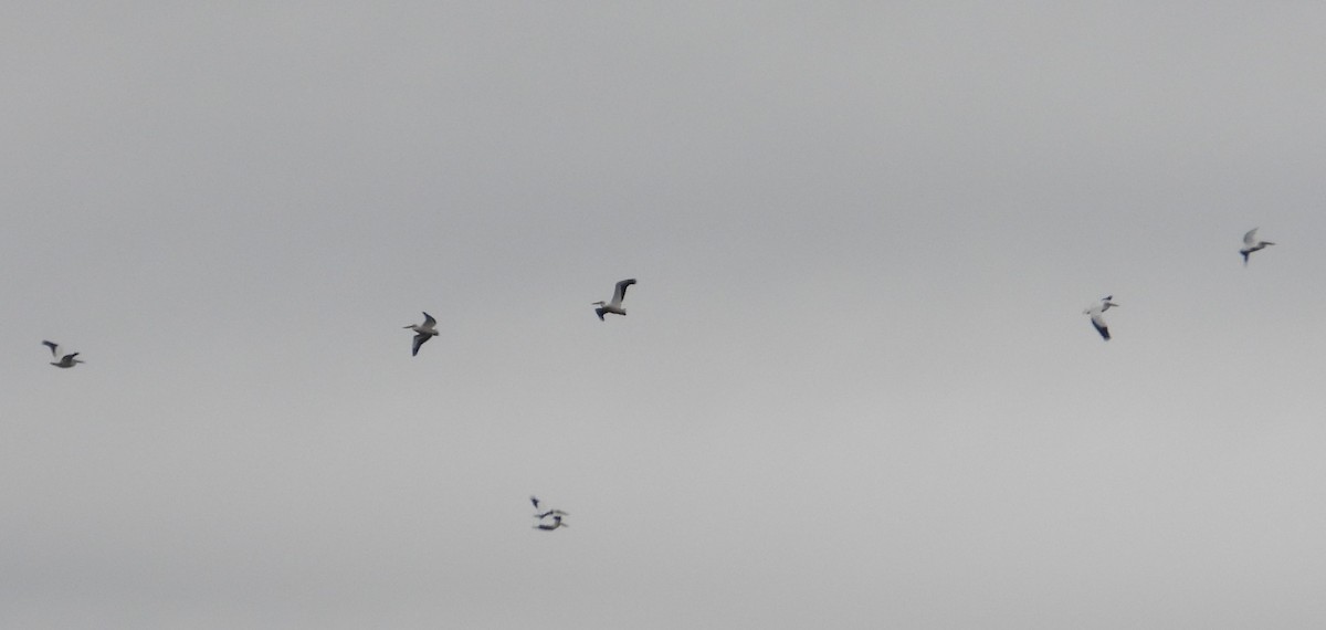 American White Pelican - ML629608235