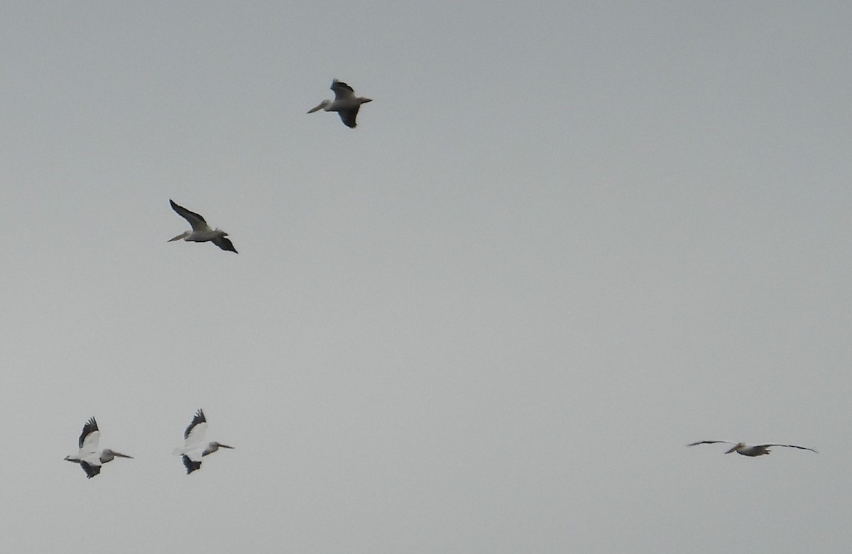 American White Pelican - ML629608236