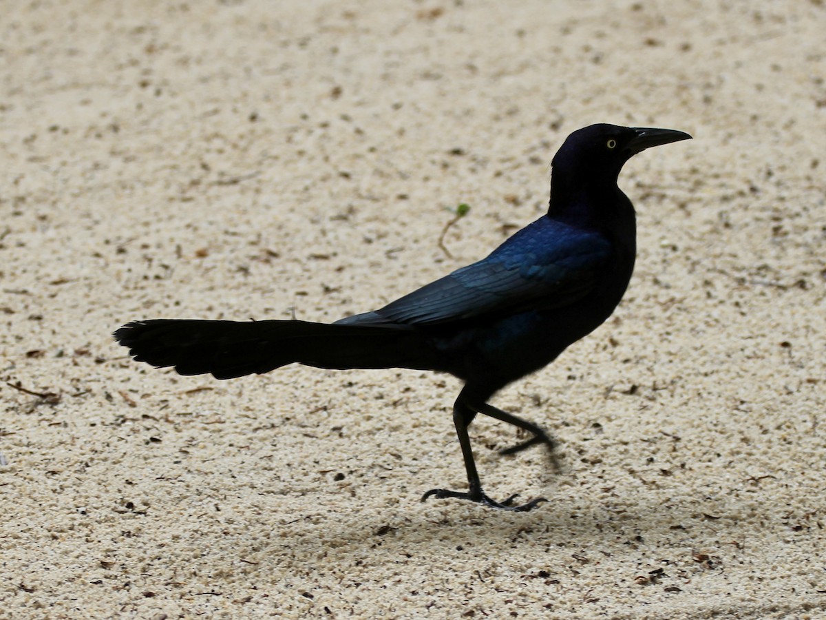 Great-tailed Grackle - ML629608243