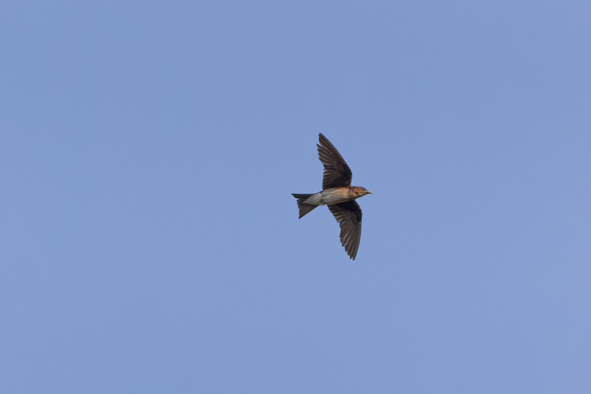 Gray-breasted Martin - ML629608255