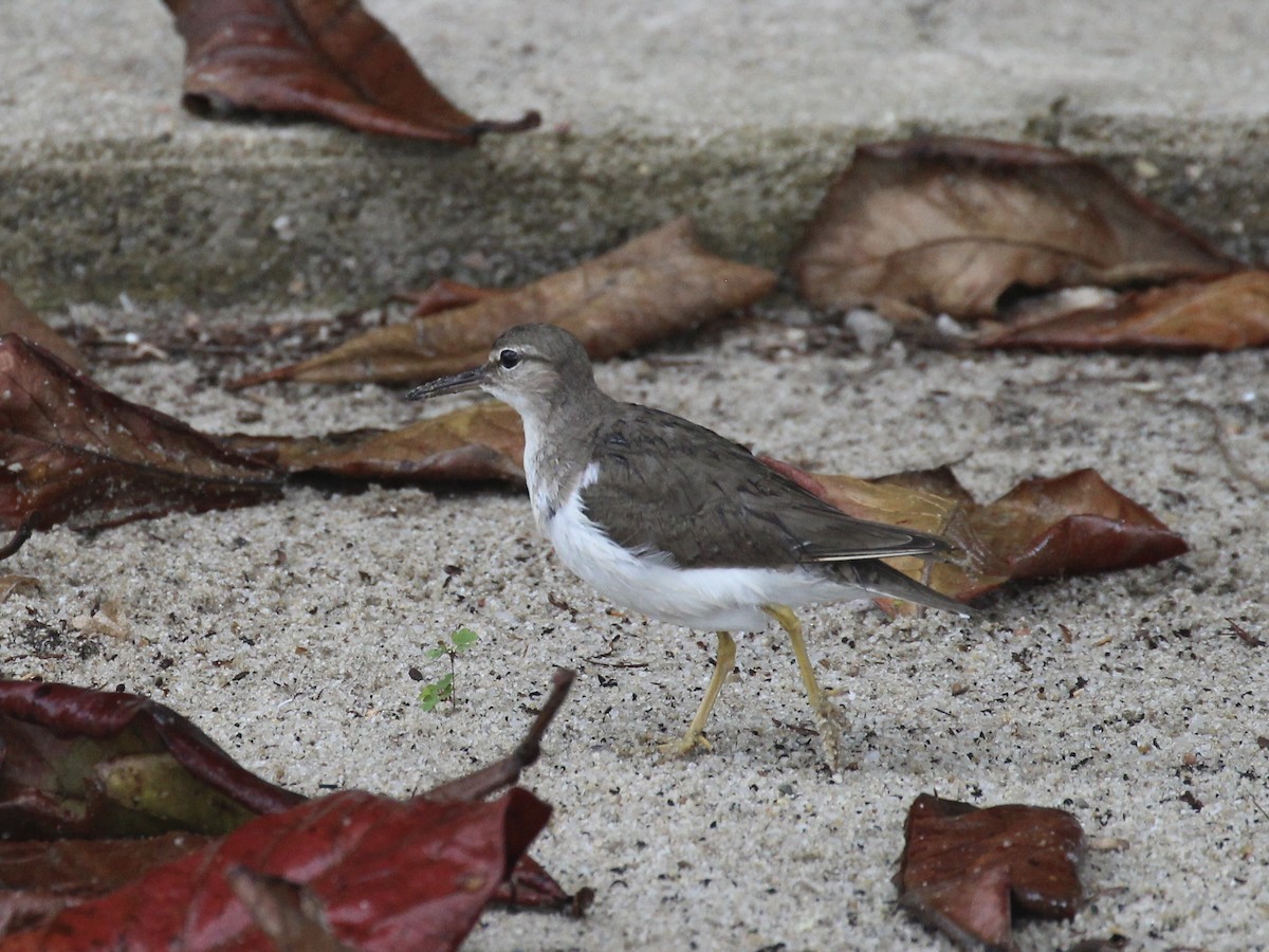 Spotted Sandpiper - ML629608258