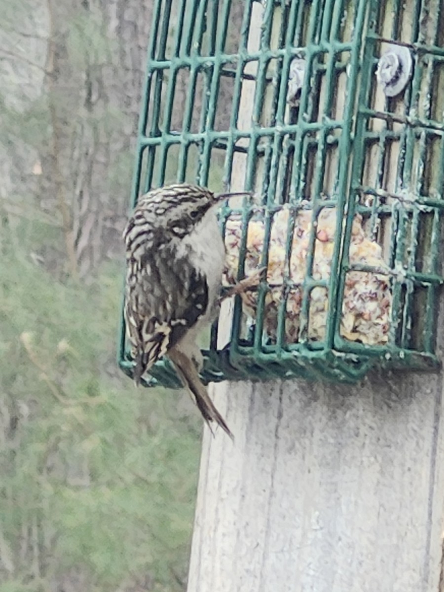 Brown Creeper - ML629608393