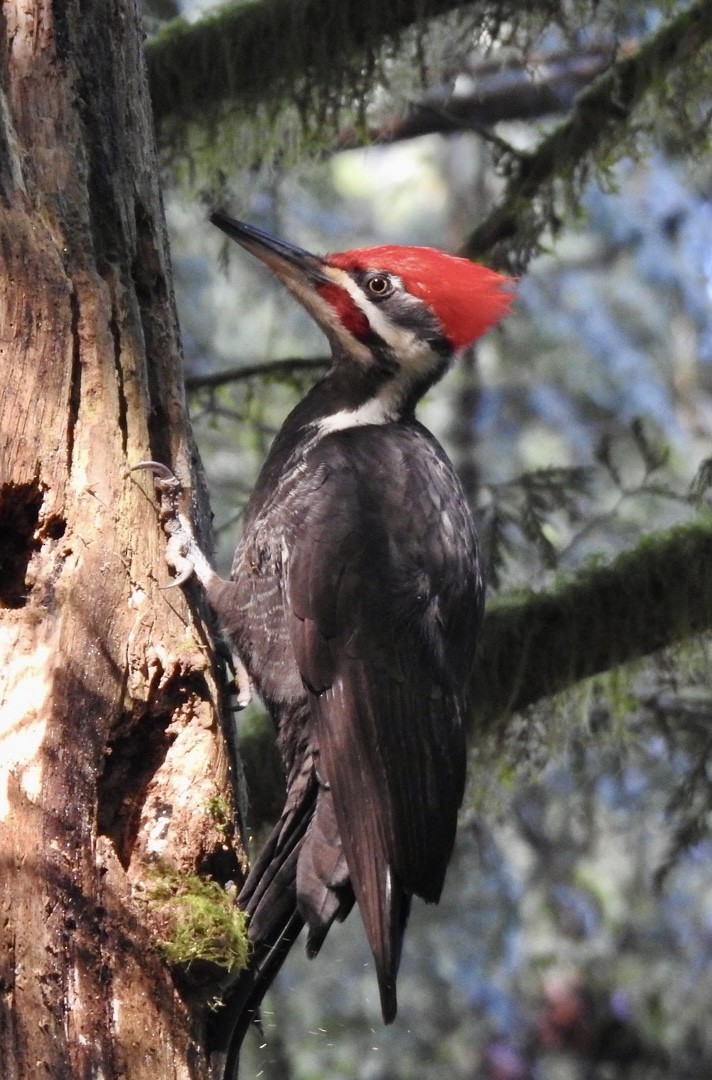 Pileated Woodpecker - ML629608462