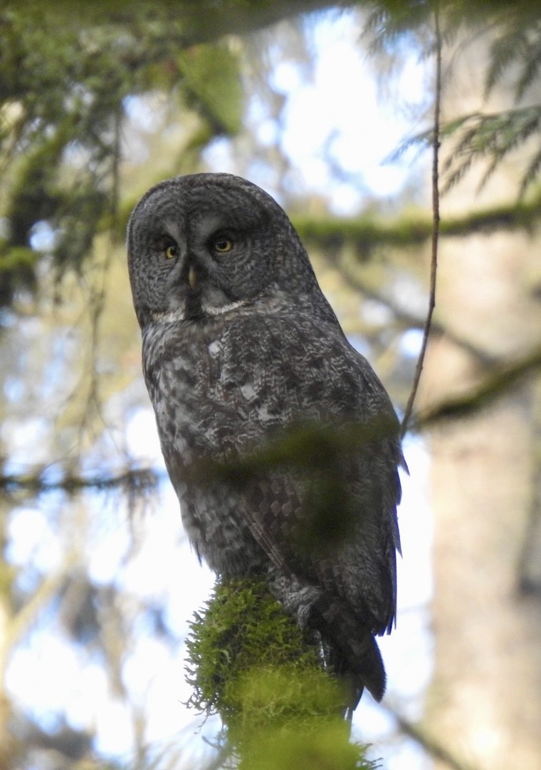 Great Gray Owl - ML629608487
