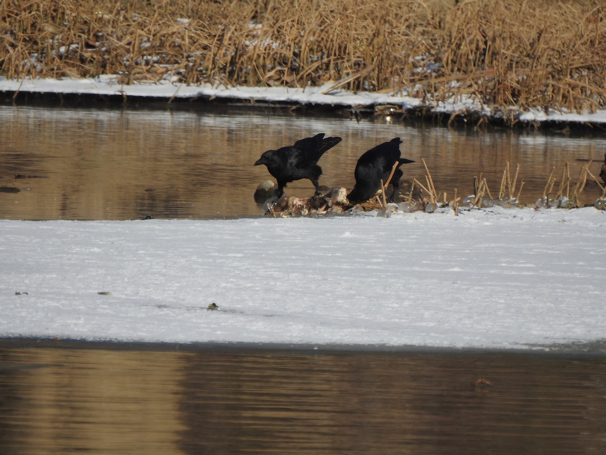 American Crow - ML629608712