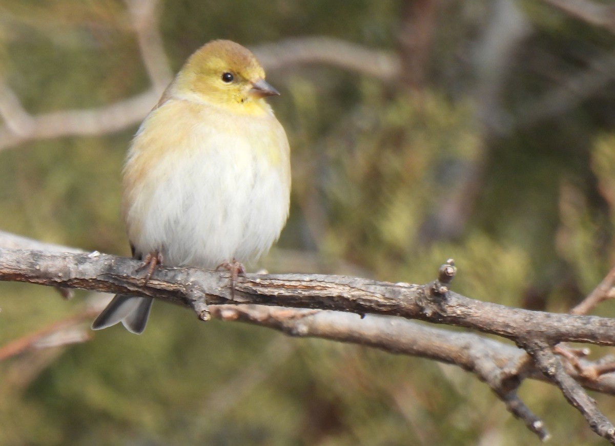 American Goldfinch - ML629608713