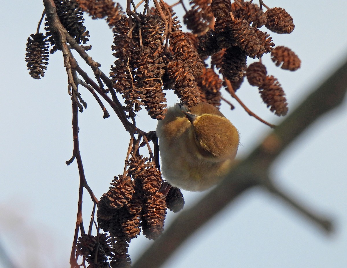 American Goldfinch - ML629608714
