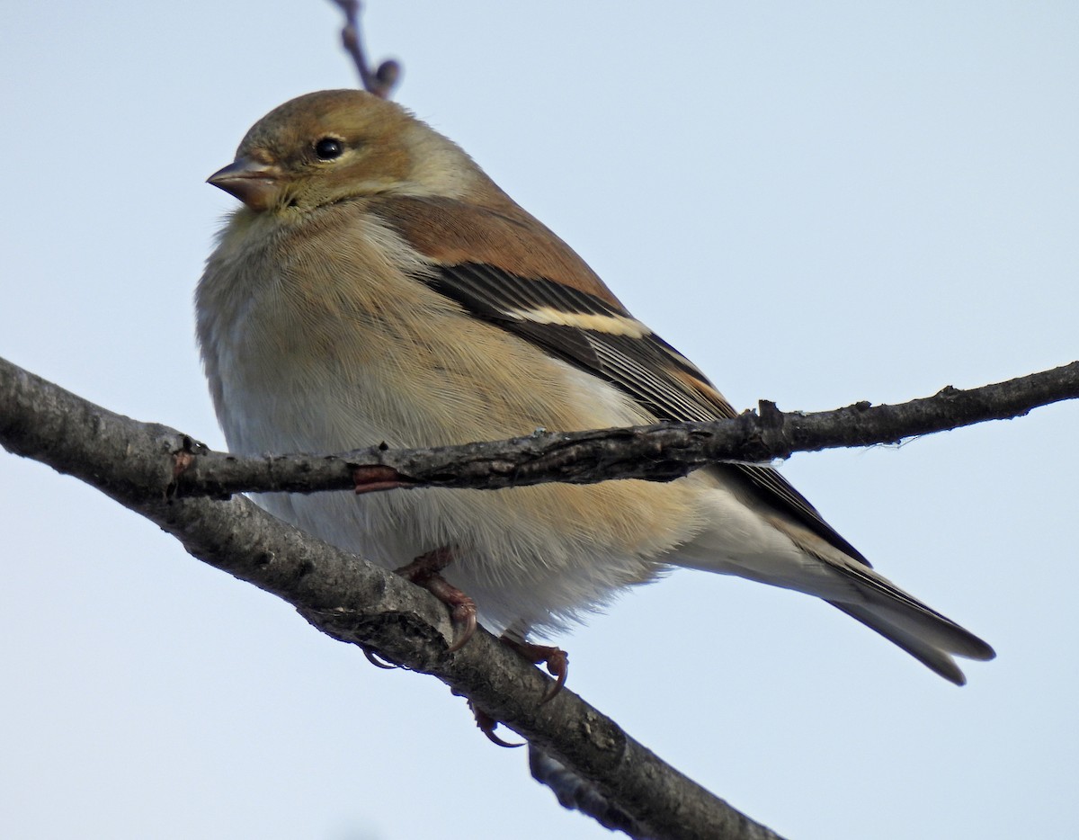 American Goldfinch - ML629608715
