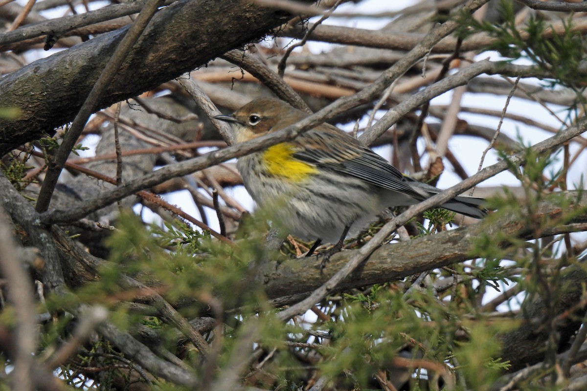 Yellow-rumped Warbler - ML629608722