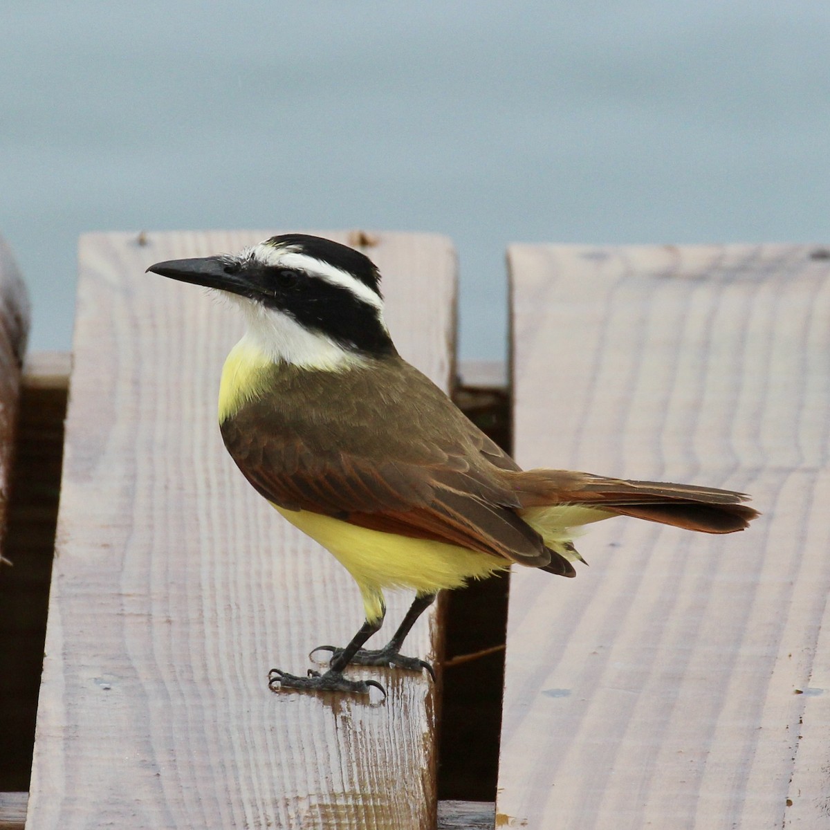 Great Kiskadee - ML629608728