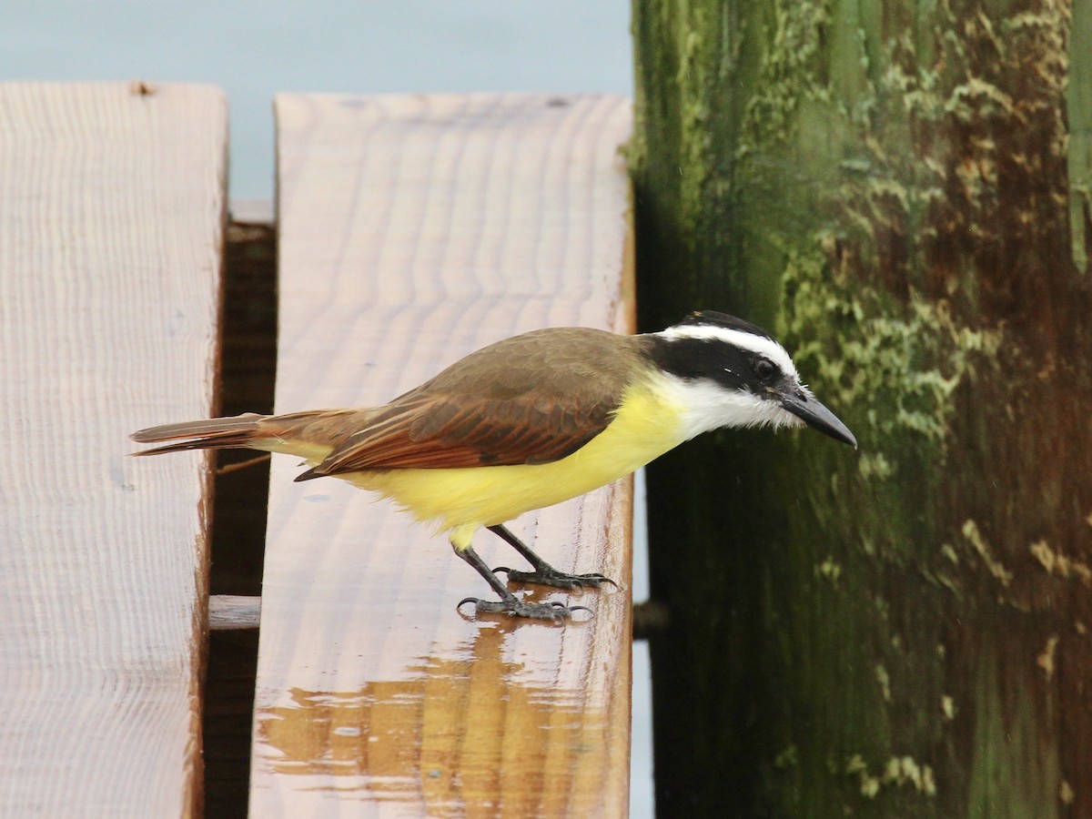 Great Kiskadee - ML629608729