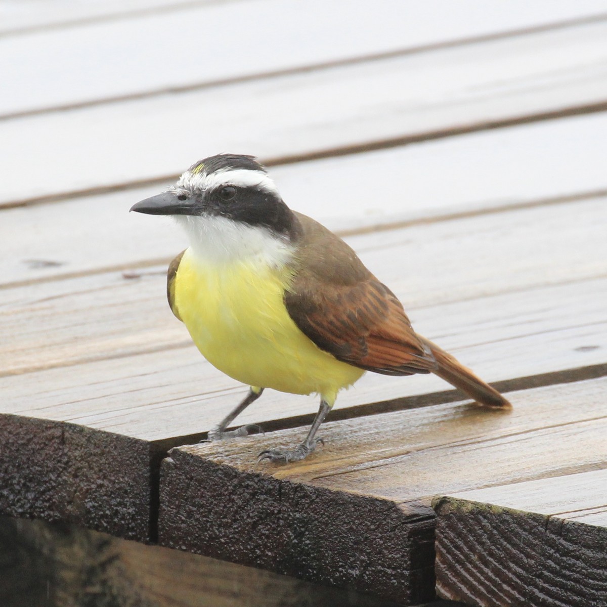 Great Kiskadee - ML629608730