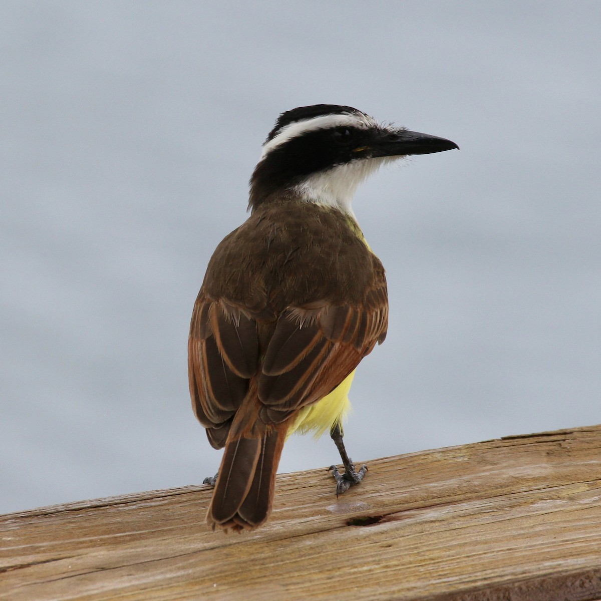 Great Kiskadee - ML629608731