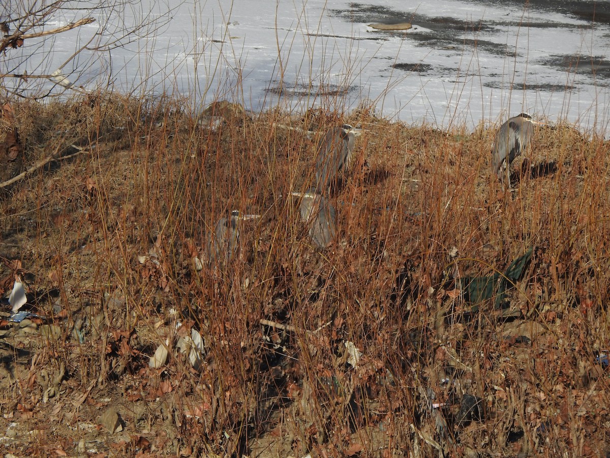 Great Blue Heron - ML629608739