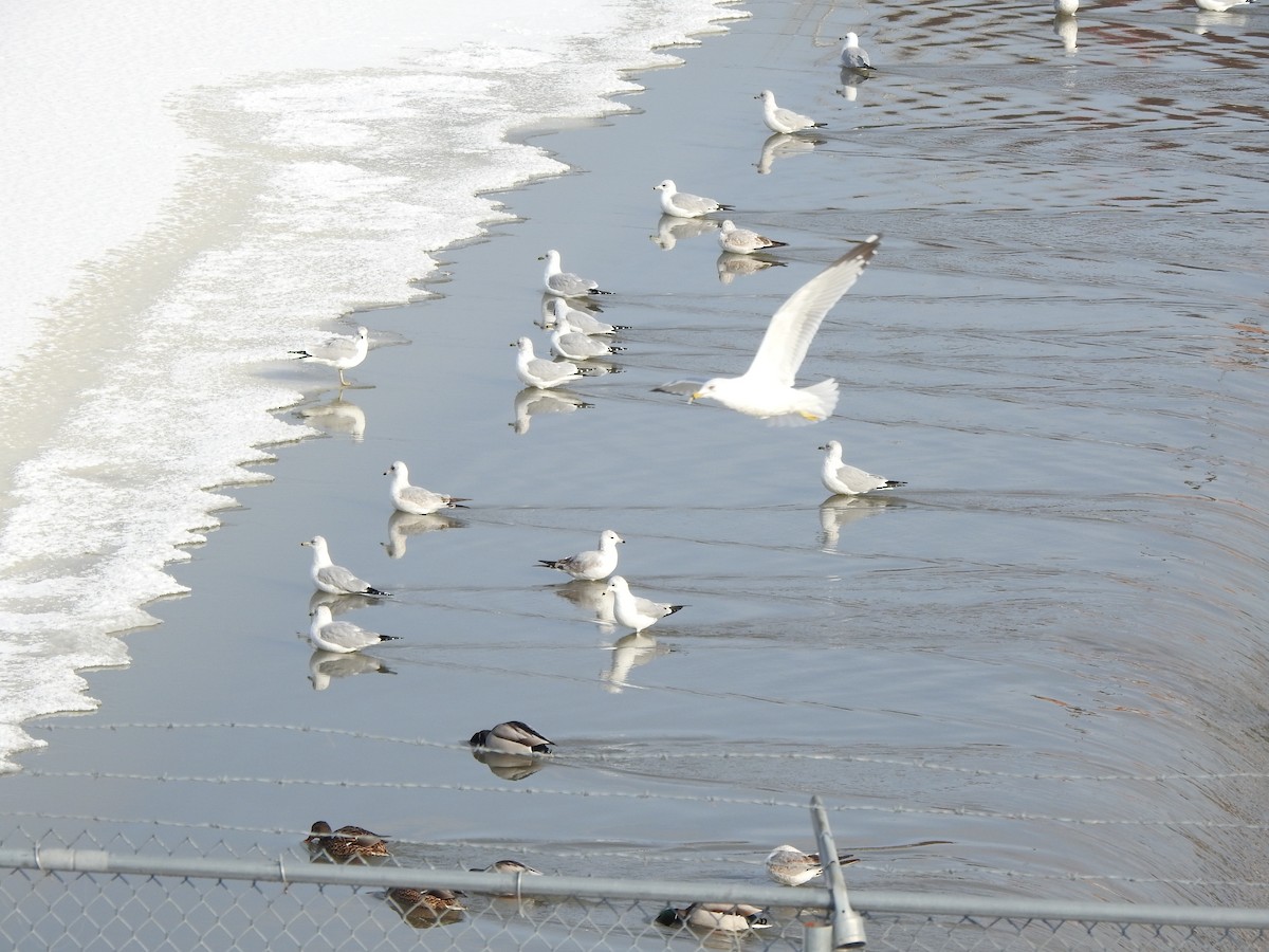 Ring-billed Gull - ML629608762