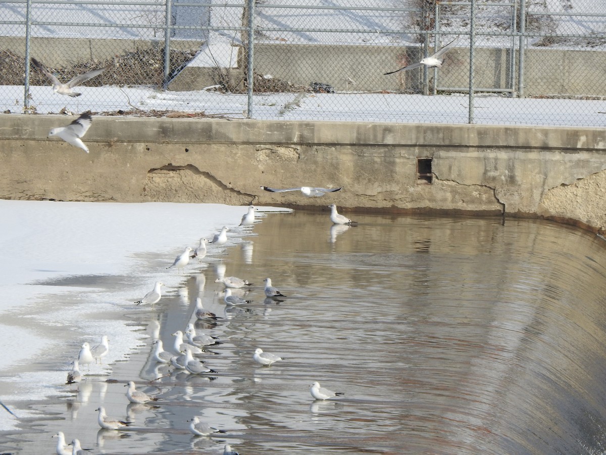 Ring-billed Gull - ML629608763