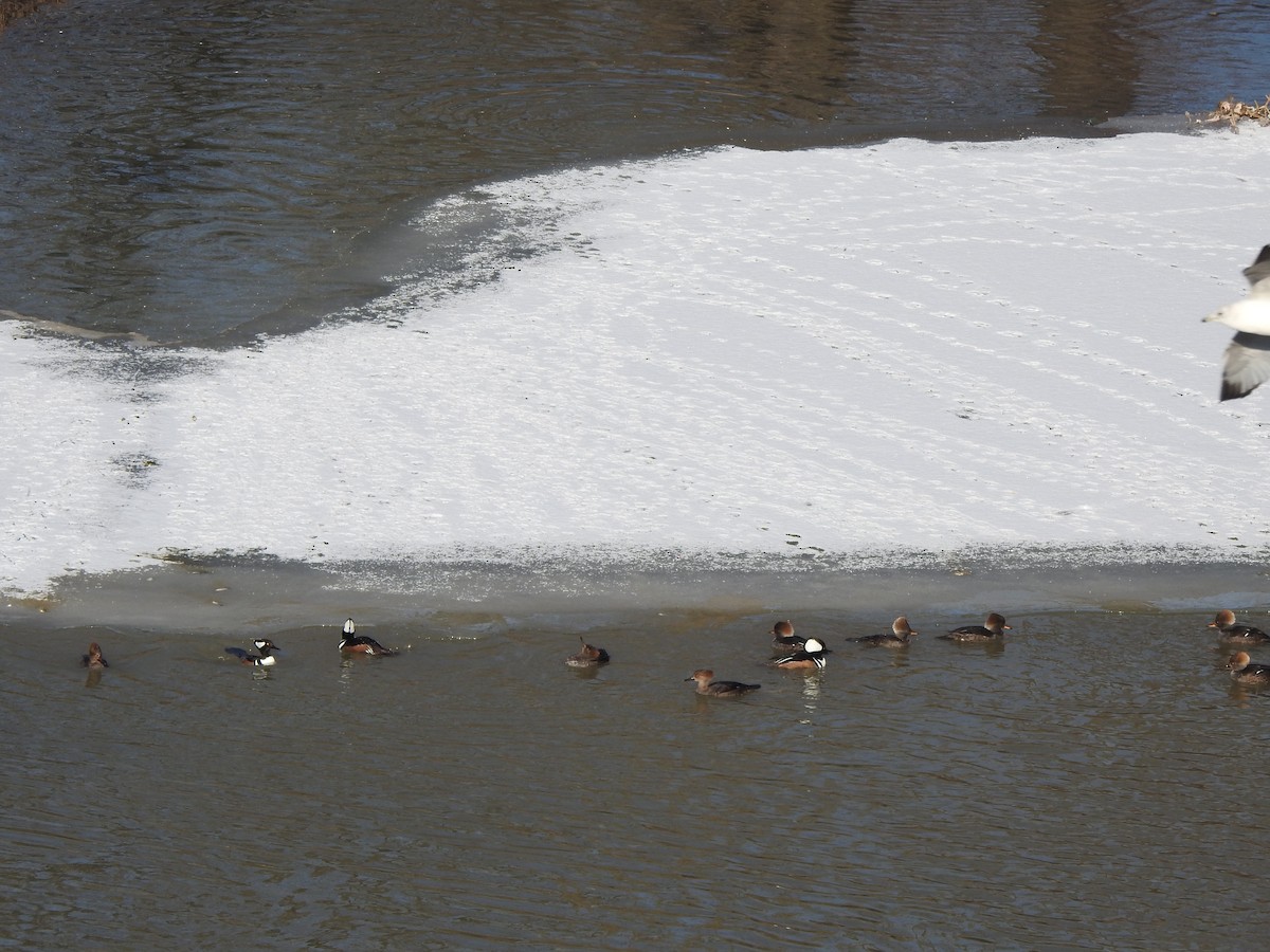 Hooded Merganser - ML629608776
