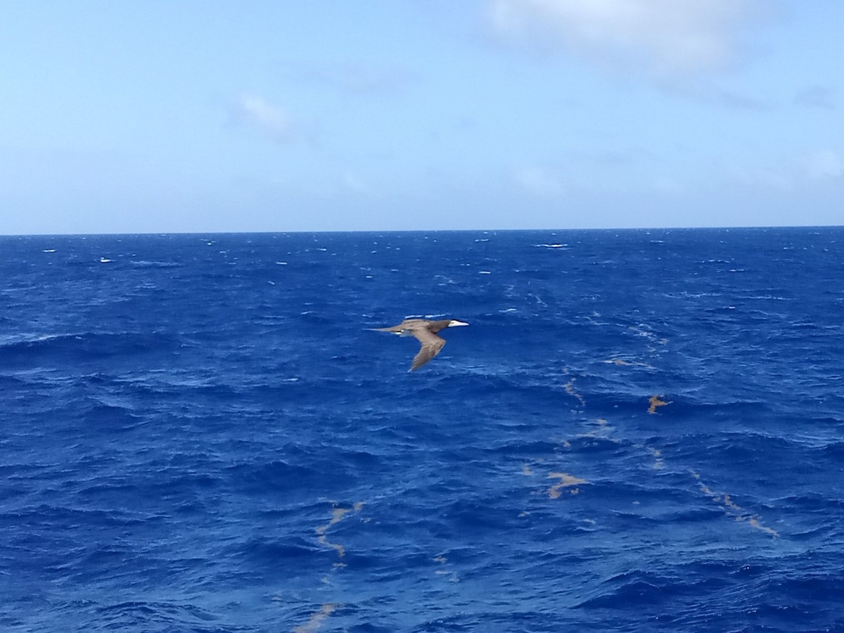 Brown Booby (Atlantic) - ML629609022