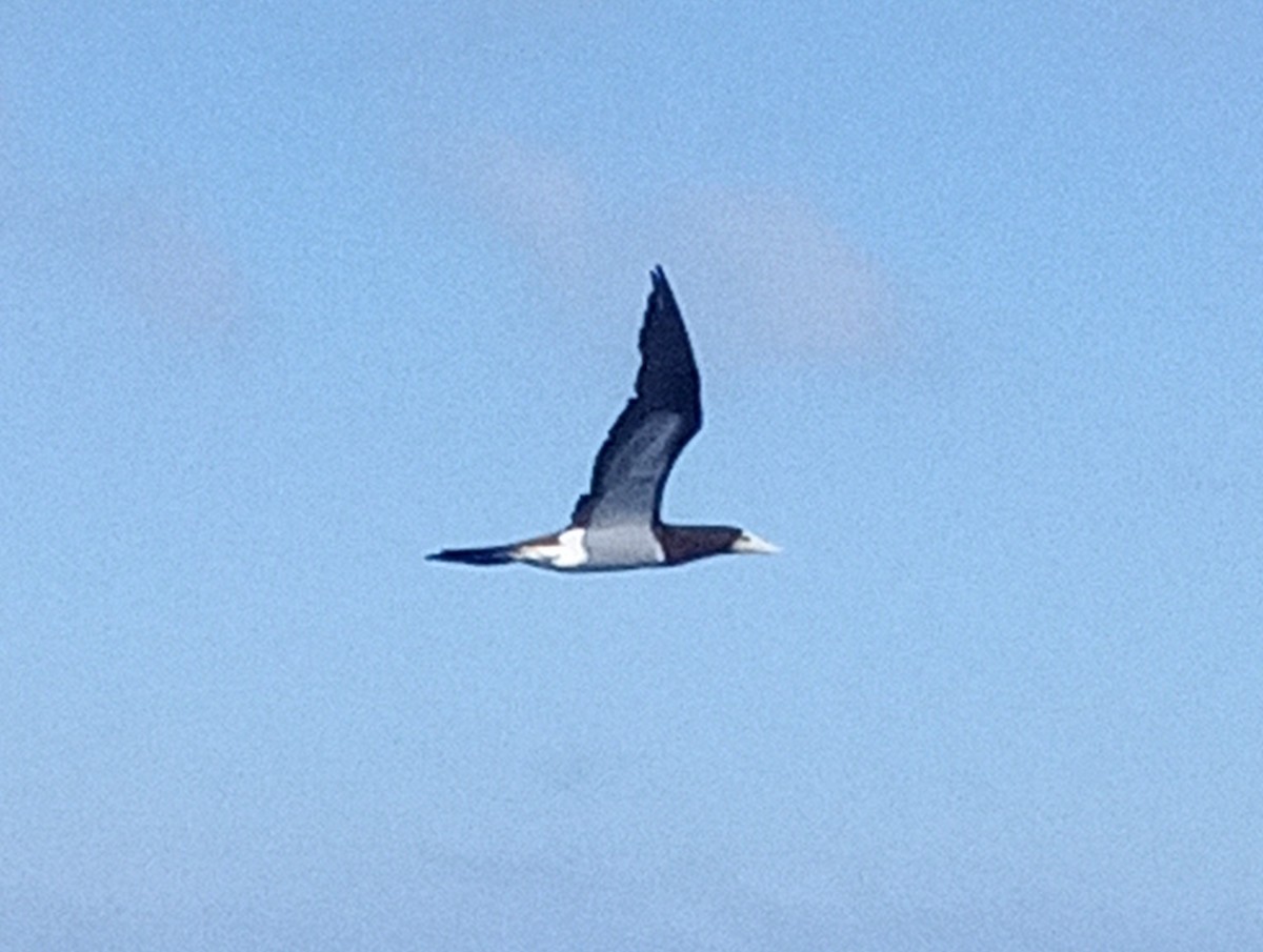 Brown Booby (Atlantic) - ML629609023