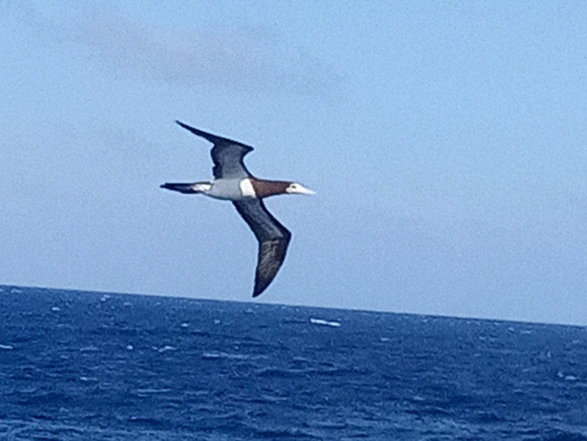 Brown Booby (Atlantic) - ML629609024